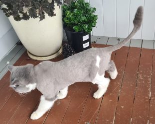 Lion Cut
